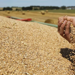 Shqiëria bllokon 50 tonë misër, ishte importuar nga Serbia