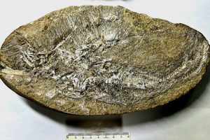 Një specie e re pterosauri zbulohet