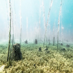 Zhvlerësohen valutat kryesore në raport me lekun