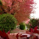 Parashikimi i motit për sot