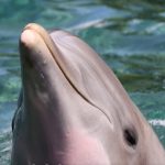 Nis fushata për shpëtimin e delfinit të paftuar në Venecia