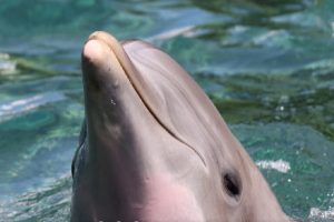 Nis fushata për shpëtimin e delfinit të paftuar në Venecia