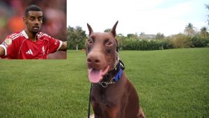 Isak kërcënohet me vdekje, blen ‘bishën e pabesueshme’ për 34 mijë euro