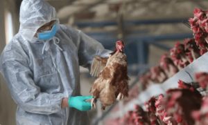 AUV heq një pjesë të ndalimit të importit të shpezëve nga Gjermania