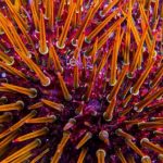 Shkencëtarët zbulojnë krijesën me “tru të të gjithë trupit”