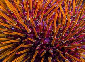 Shkencëtarët zbulojnë krijesën me “tru të të gjithë trupit”