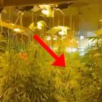 Policia zbulon vendin e fshehur për kultivimin e narkotikëve me llamba, 3 të arrestuar – një në arrati